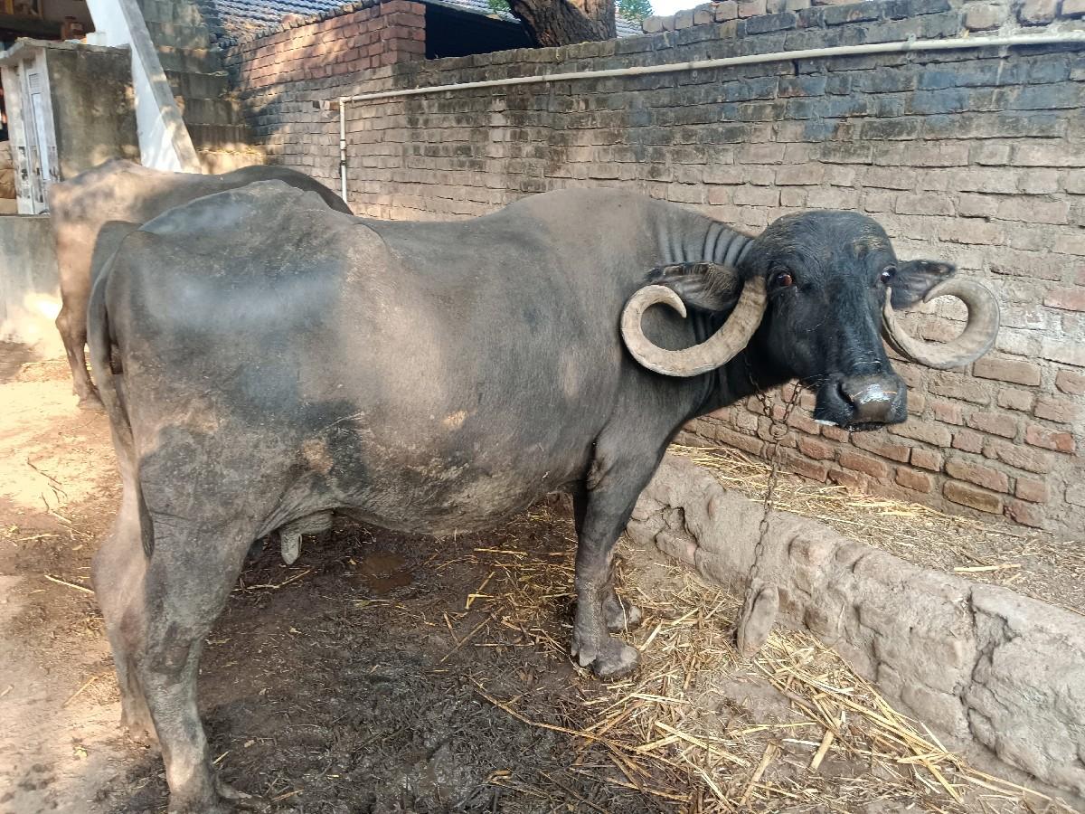 થંબનેલ 3