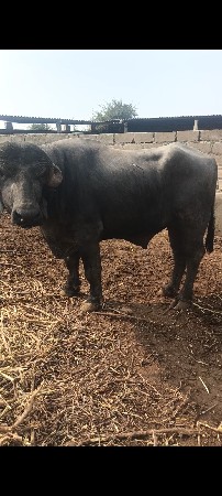 પાડો વેચવાનો સે