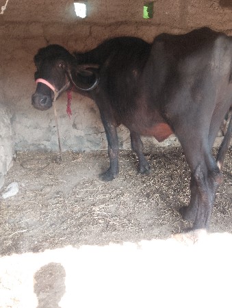 थंबनेल 3