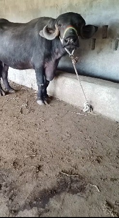 थंबनेल 1