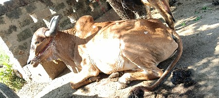 थंबनेल 3