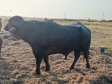 થંબનેલ 3