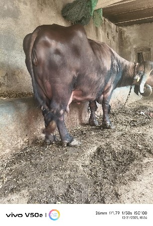 આ ભેંસ આપવાની છે