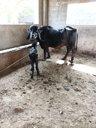 थंबनेल 2