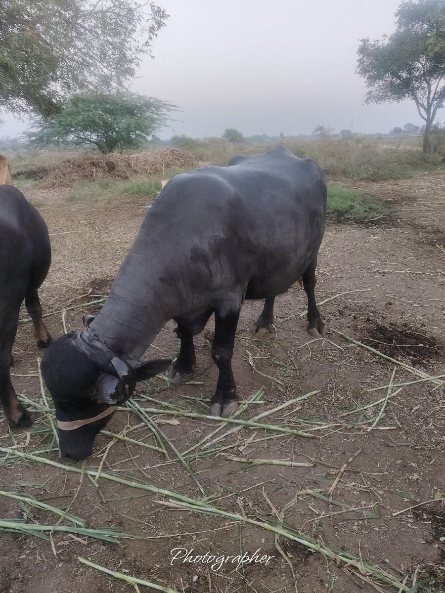 વેચવાની છે