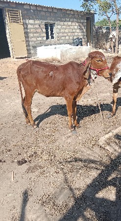 थंबनेल 2