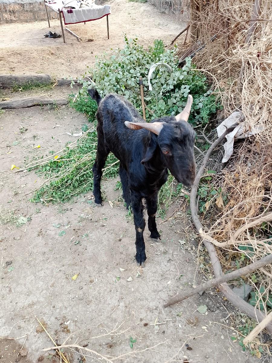 બોકડા 20000