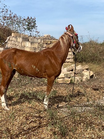 ધોડી વેસવાની છે