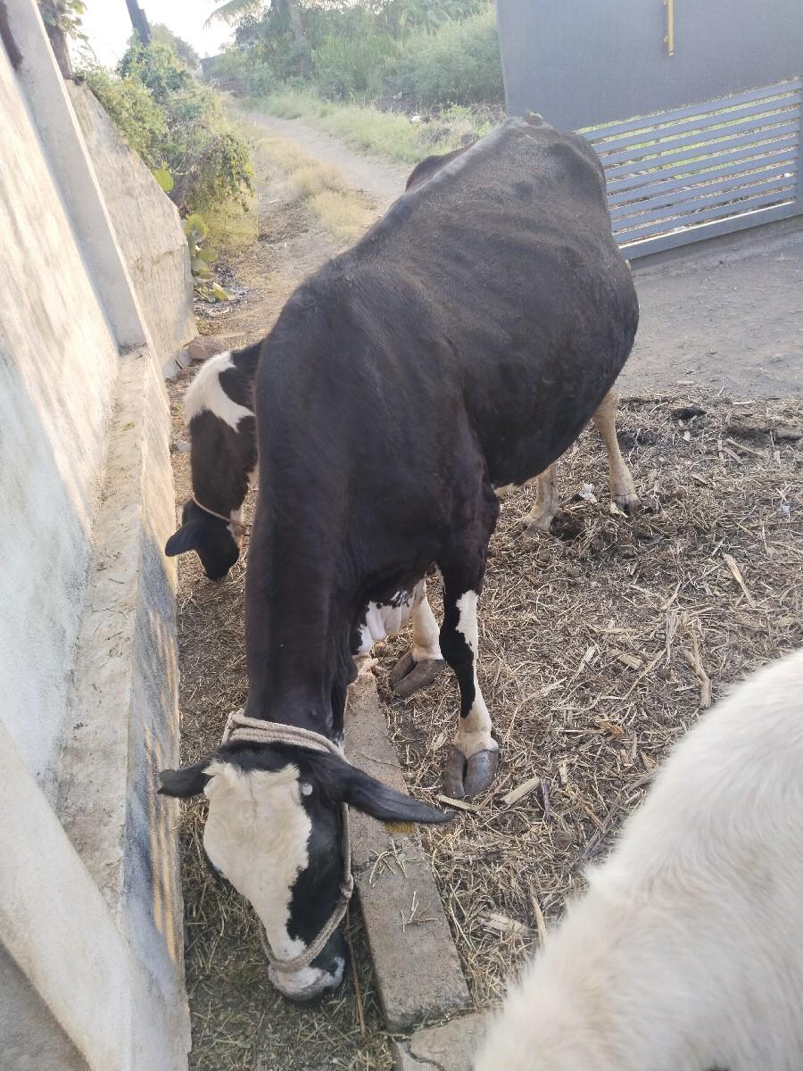 થંબનેલ 2