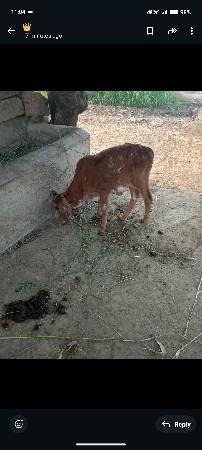 ઓરીજનલ ગીર ગાય વેચવાની છે