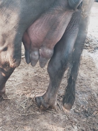 ભેંસ વેચવાની છે