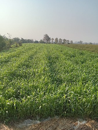 થંબનેલ 1