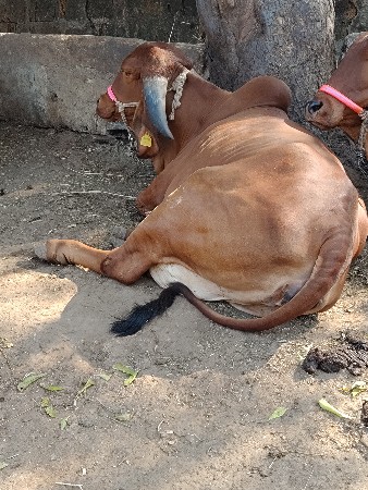 થંબનેલ 2