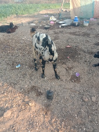 બકરી વેસવાની છે