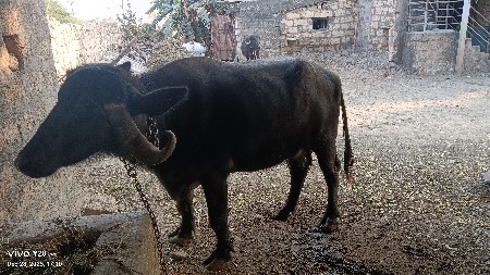 थंबनेल 3