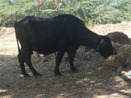 થંબનેલ 3