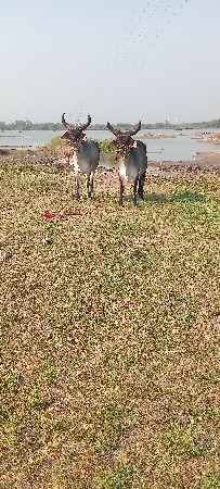 थंबनेल 3