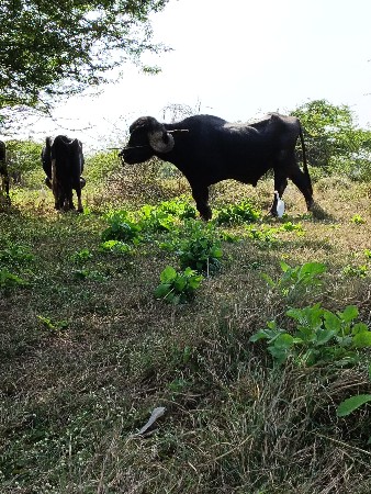વેસવાનુ સે