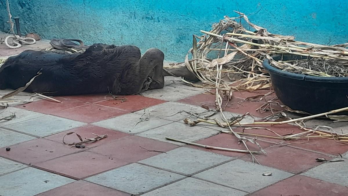 થંબનેલ 2