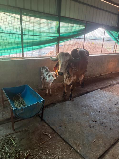 ગીર ગાય વેચવાની છે 
26/12/2025 ના દિવસે વિહાણેલી 
નીચે વાસડો છે