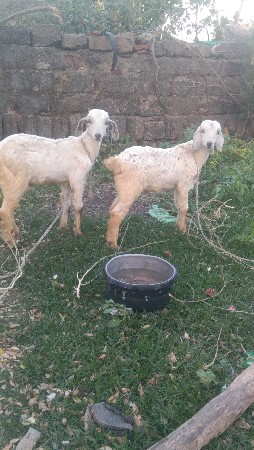 બે બકરા ચાર ચાર મહિના ના