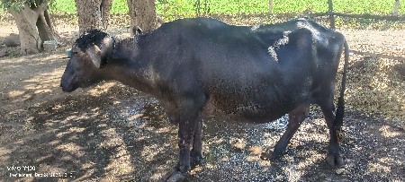 थंबनेल 2