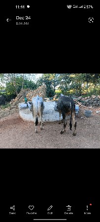 ગોઢલા વેસવાના છે