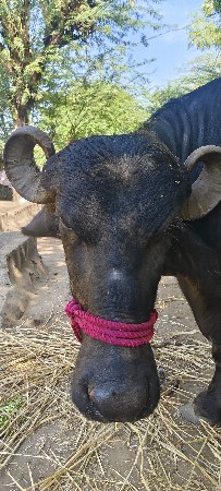 વેચવાની છે