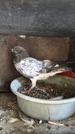 થંબનેલ 2