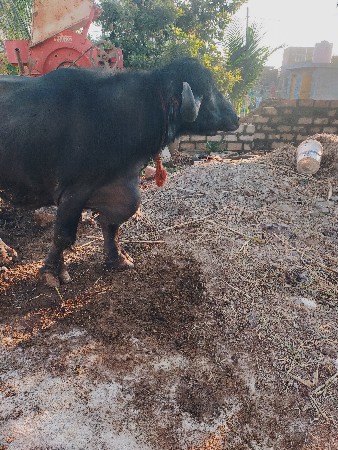 थंबनेल 3