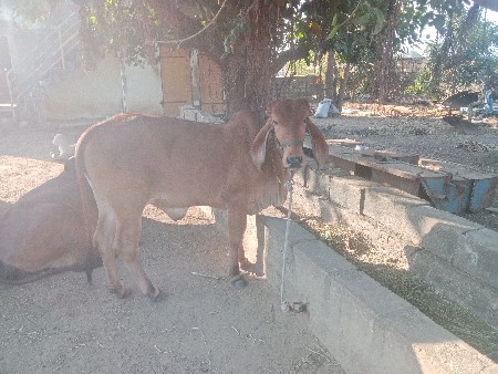 થંબનેલ 3