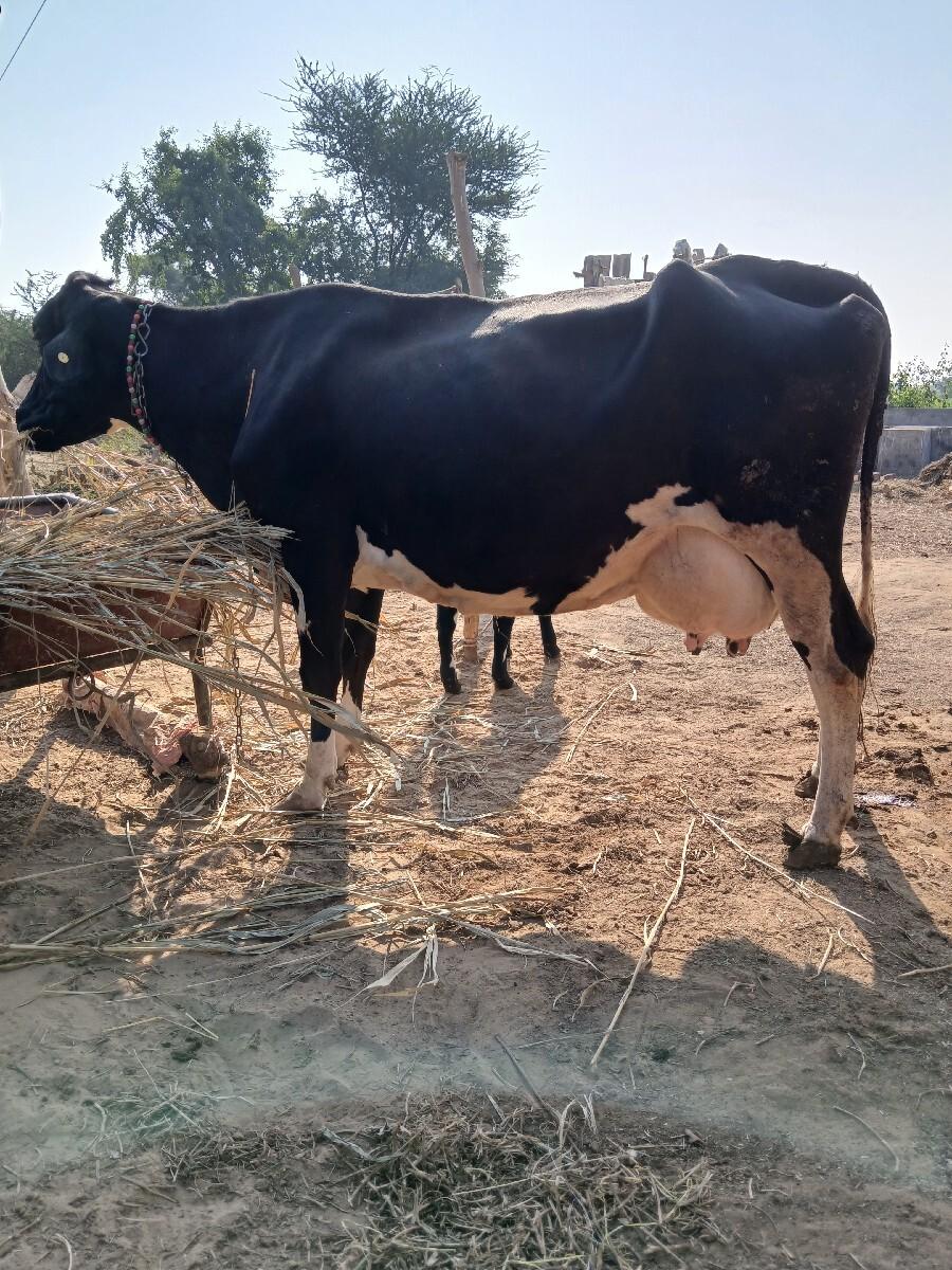 थंबनेल 3