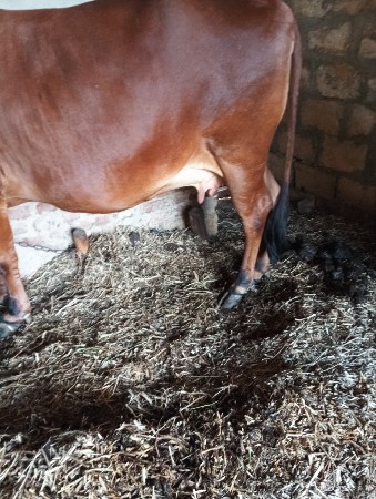 थंबनेल 3