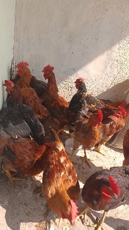 મુરઘા વેચવાના છે