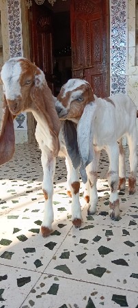 2 બકરી એક બોકડો