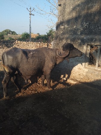 થંબનેલ 2