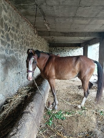 ઘોડી વેચવાની સે