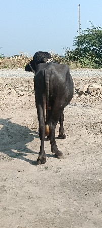 થંબનેલ 3