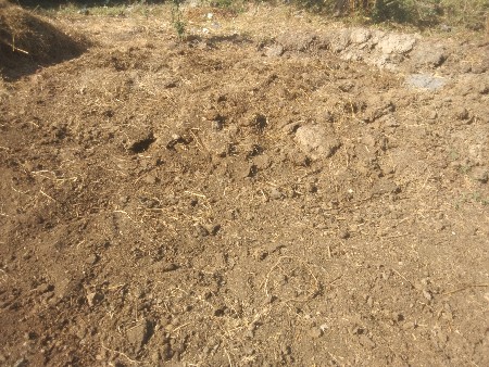 દેશી ગાય નું છાણીયું ખાતર