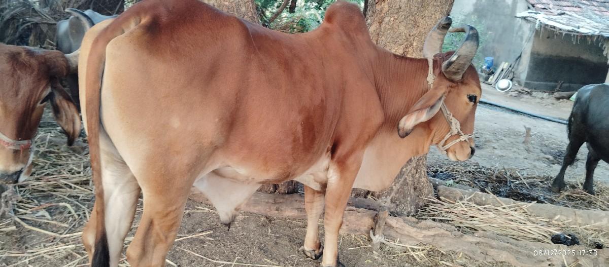 થંબનેલ 3