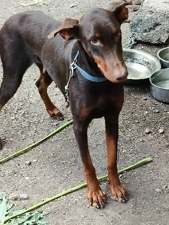 ડોબરમેન ફિમેલ વેચવાની છે