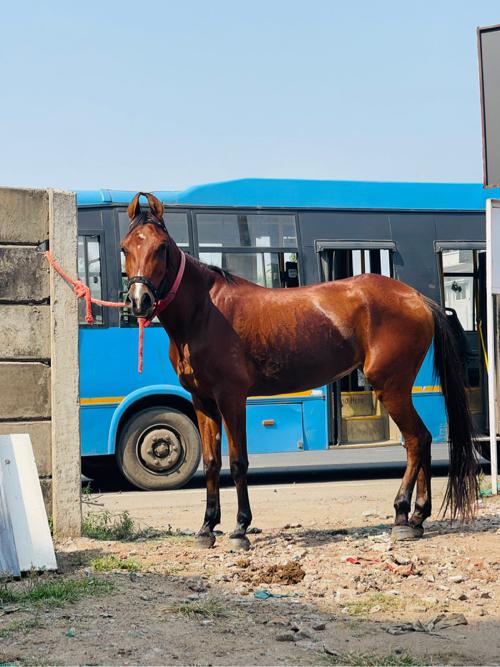 આ ઘોડી વેચવાની છે