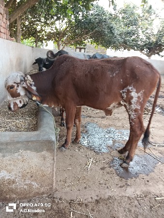 थंबनेल 3