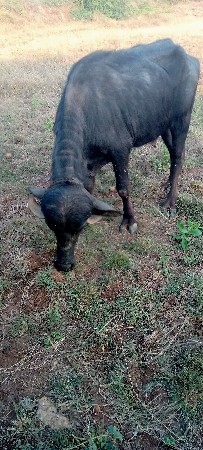 ખડેલી વેચવાની છે