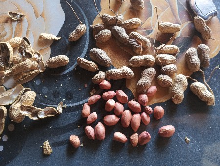 ૫૫ નંબર મગફળીનું બિયારણ