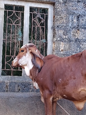 થંબનેલ 3