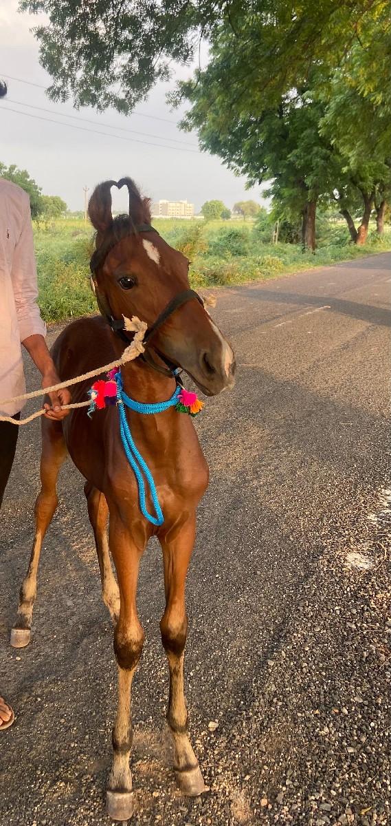 થંબનેલ 3