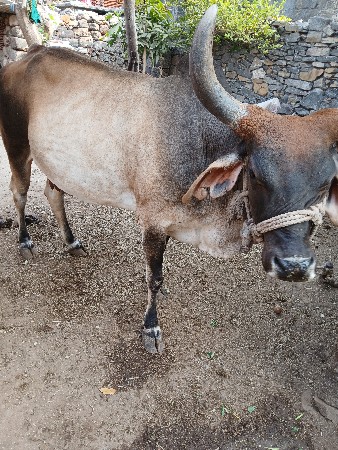 ગાય વેચવાની છે