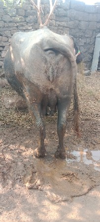 વેશવાની