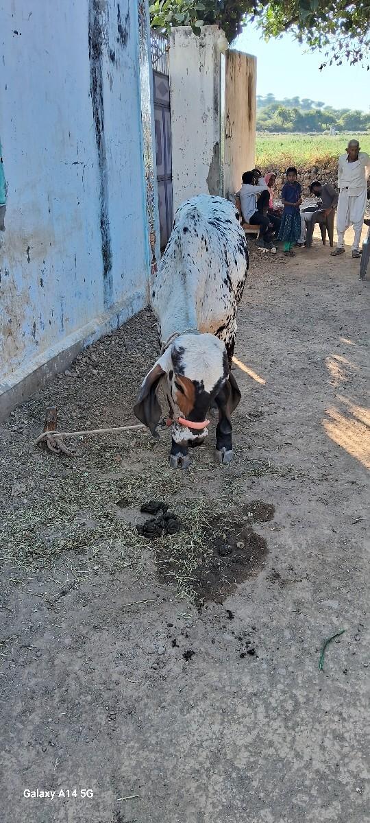 ઞીર લીલઙો વાચરડો વેચવાનો છે